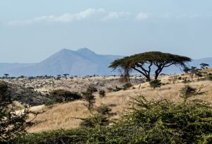 Un circuit au Kenya, partir à la découverte de deux parcs anciens