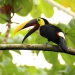 toucan