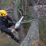 Les principales recommandations avant de procéder à un élagage d’arbre