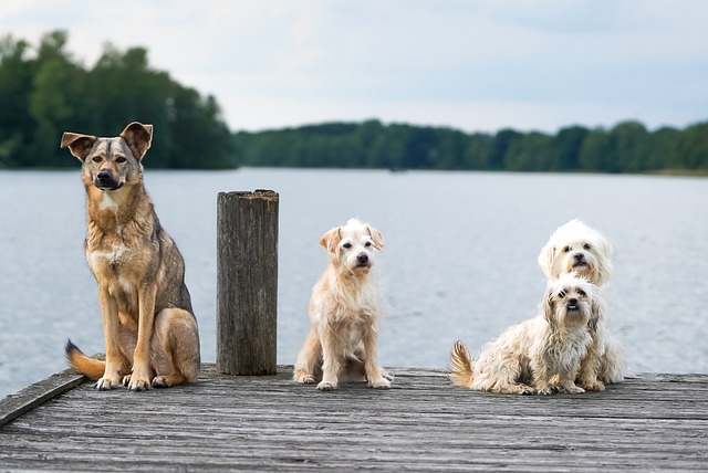 Bien-être des chiens