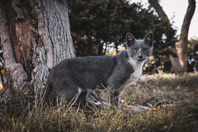 Socialiser un chat sauvage