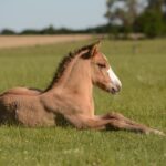 Zone de confort pour cheval