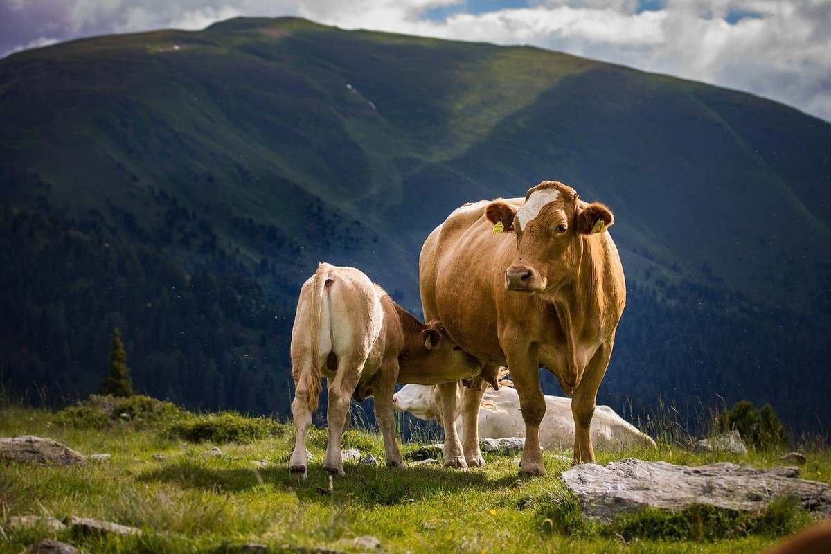 Vaches sur une colline herbeuse avec montagnes et nuages en arrière-plan Vaches sur une colline herbeuse avec montagnes et nuages en arrière-plan