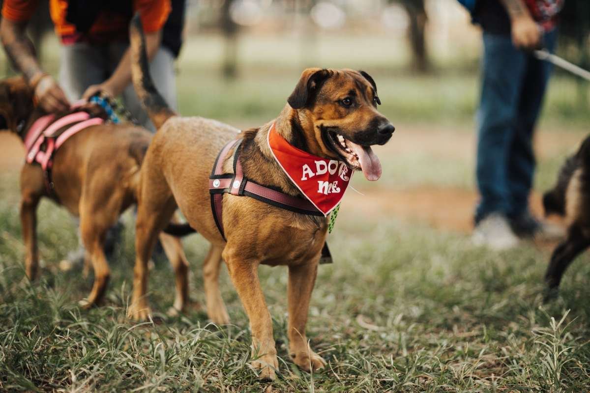 Chien brun avec foulard 